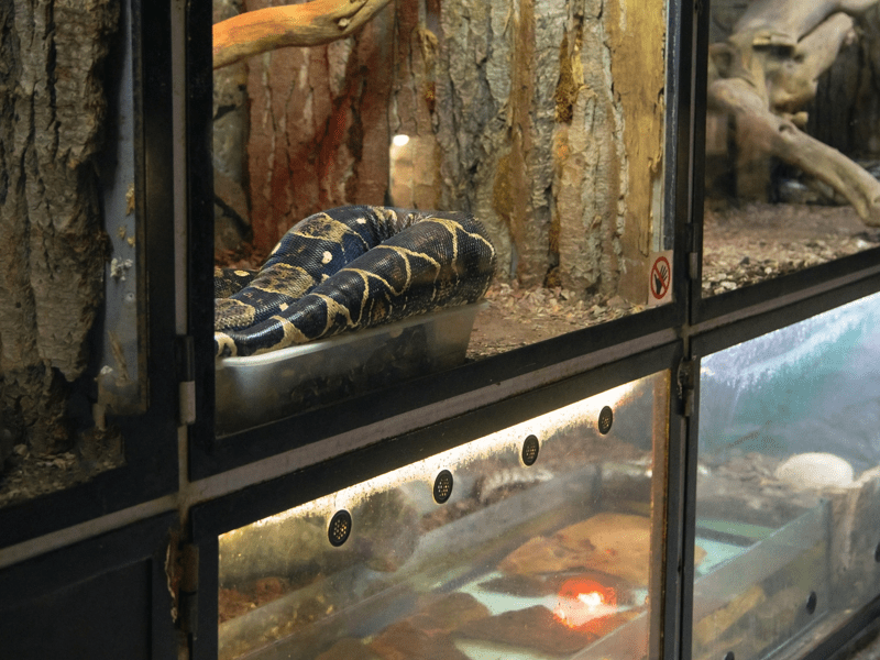 Why Snakes Make Surprisingly Low-Maintenance&nbsp;Pets